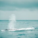 Whale Watching in Mirissa – A Must-Do Experience in Sri Lanka